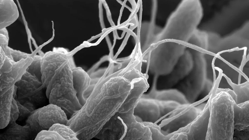 Microfotografia eletrónica de varrimento de Escherichia coli com ampliação de vinte e cinco mil vezes, mostrando a forma cilíndrica das células bacterianas. O E.Coli teve um papel importante na compreensão do flagelo bacteriano