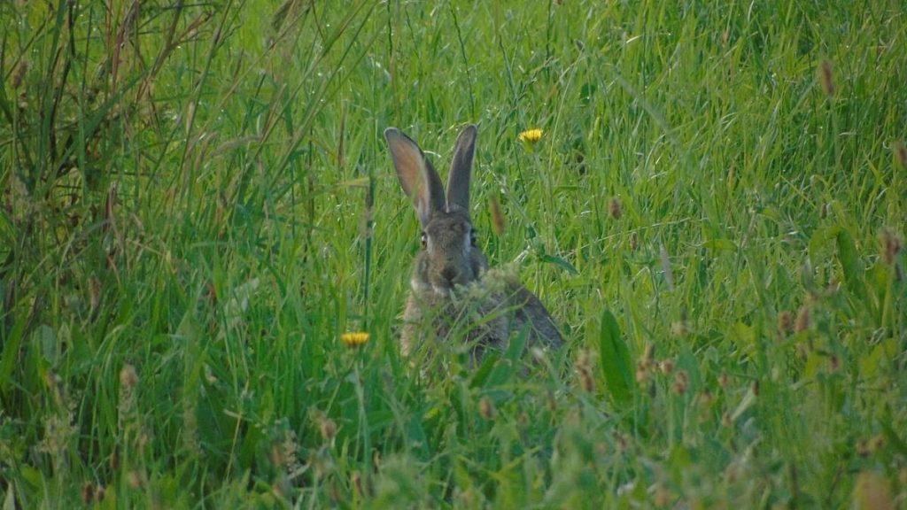 Coelho bravo europeu em terreno de mato mediterrânico, base da dieta do lince ibérico