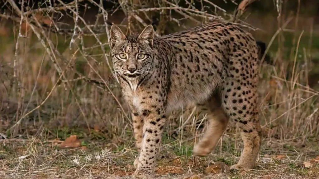 Lince ibérico adulto de perfil, com orelhas pontiagudas e pelo malhado, fotografado em Almuradiel, Espanha