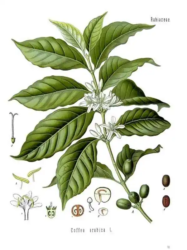 Prancha botânica do século XIX de Coffea arabica, com ramo em flor, folhas, frutos e detalhes da semente. Sabor do café