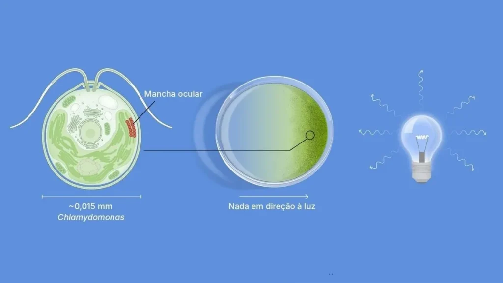 Esquema da alga Chlamydomonas com a mancha ocular, uma placa de Petri com as algas acumuladas do lado iluminado e uma lâmpada acesa