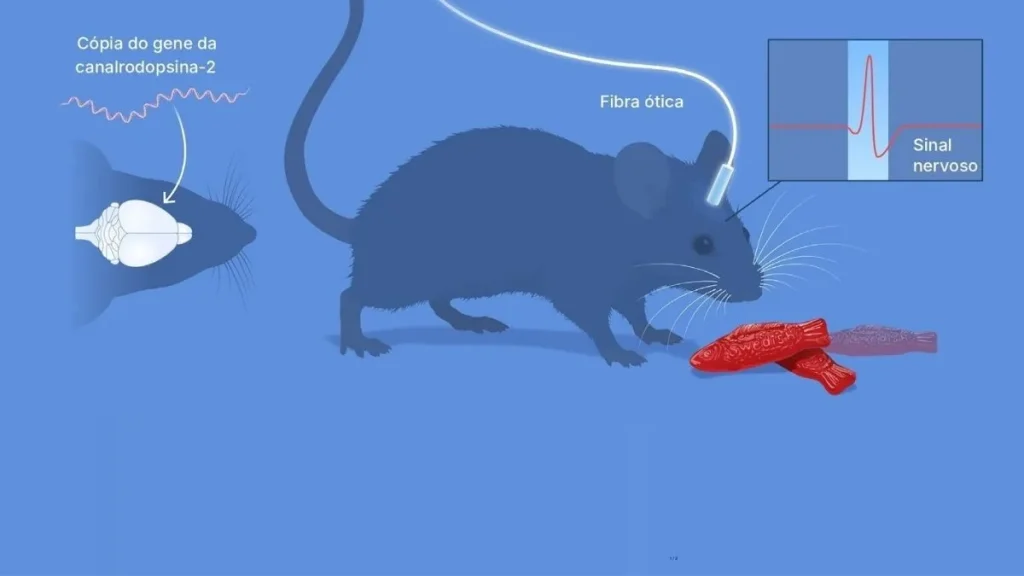 ERato com uma fibra ótica fixada na cabeça, esquema do gene a entrar no cérebro e registo de um sinal nervoso provocado pela luz