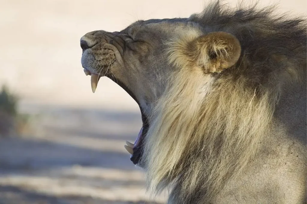 Leão macho a meio de um bocejo, de boca muito aberta e caninos à mostra, no parque de Kgalagadi, na África austral